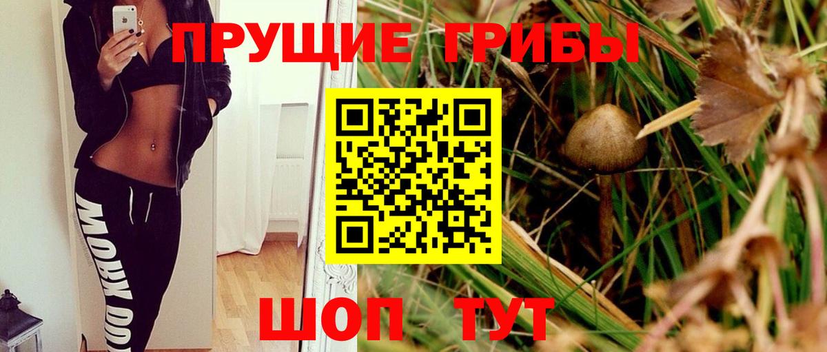 Чайковский  Псилоцибиновые грибы Cubensis  Вход с VPN  Псилоцибиновые грибы мицелий 